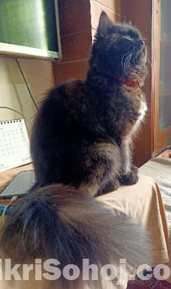 Tortoiseshell Adult Female
